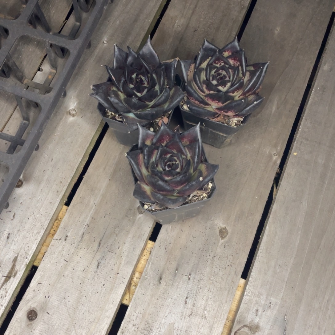 鞠***璞多肉植物，山人园艺