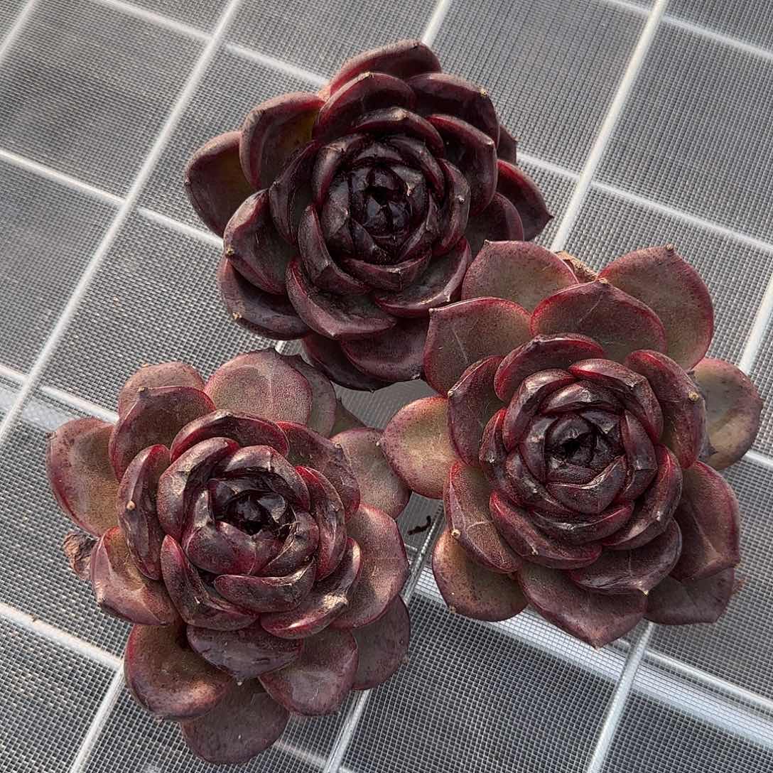 从前慢甄选多肉编号黑橙三颗