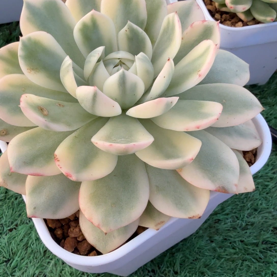 粉水晶锦多肉植物