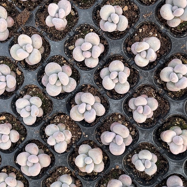 蛋黄奶随机发5颗满18包邮