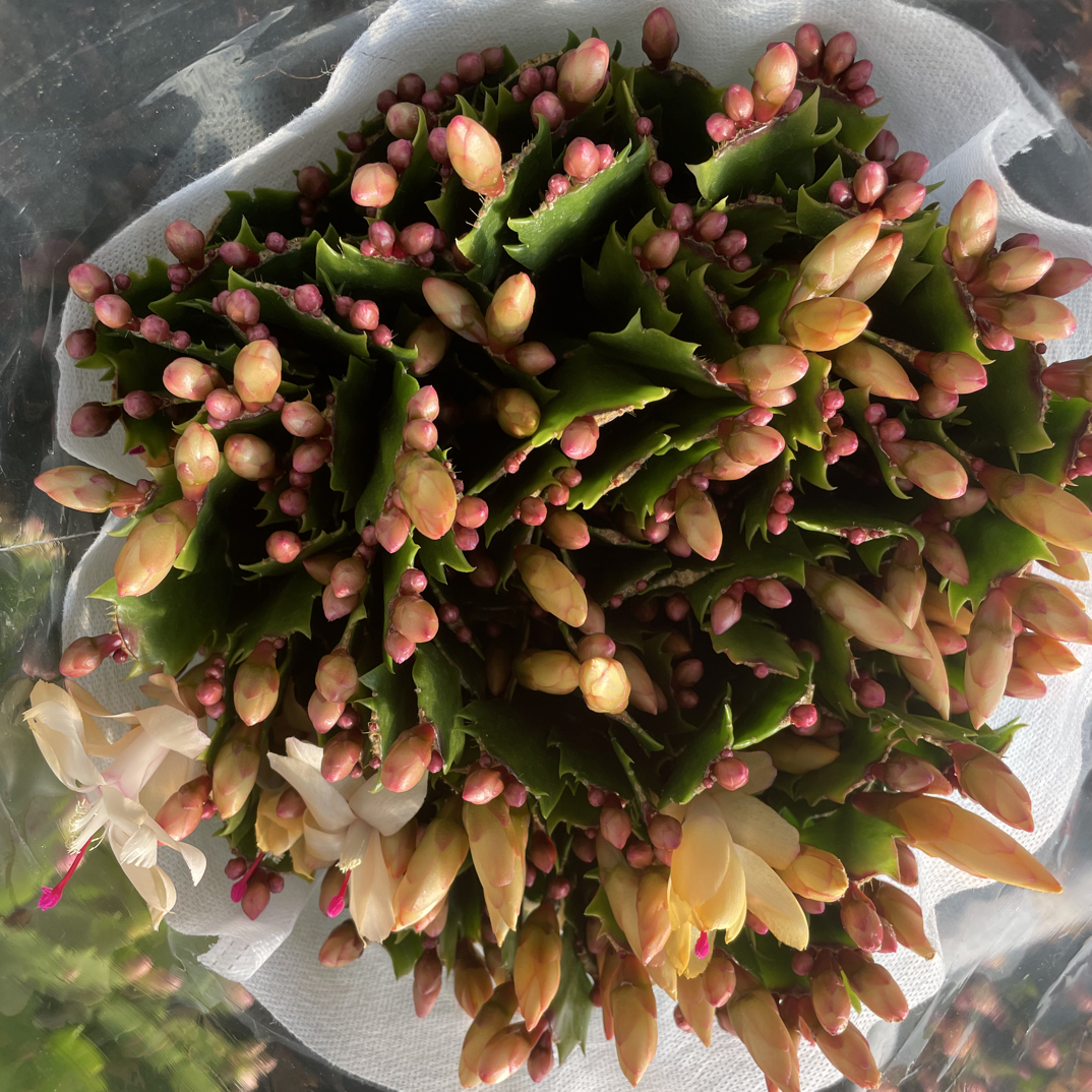 【蟹兰阁】大颗蟹爪兰带花苞室内好养易活