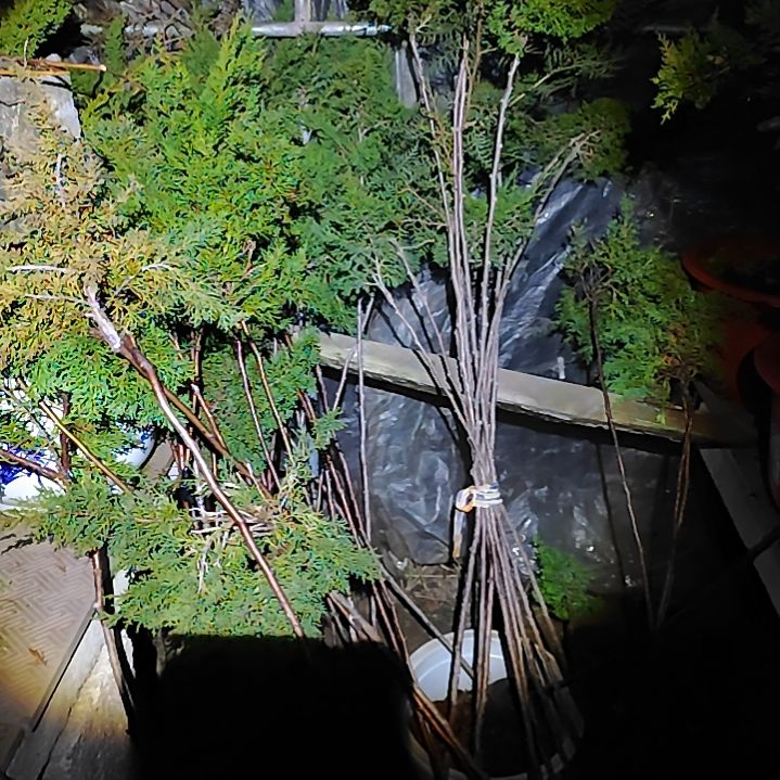 无花朵嫁接宫坂系鱼川真柏