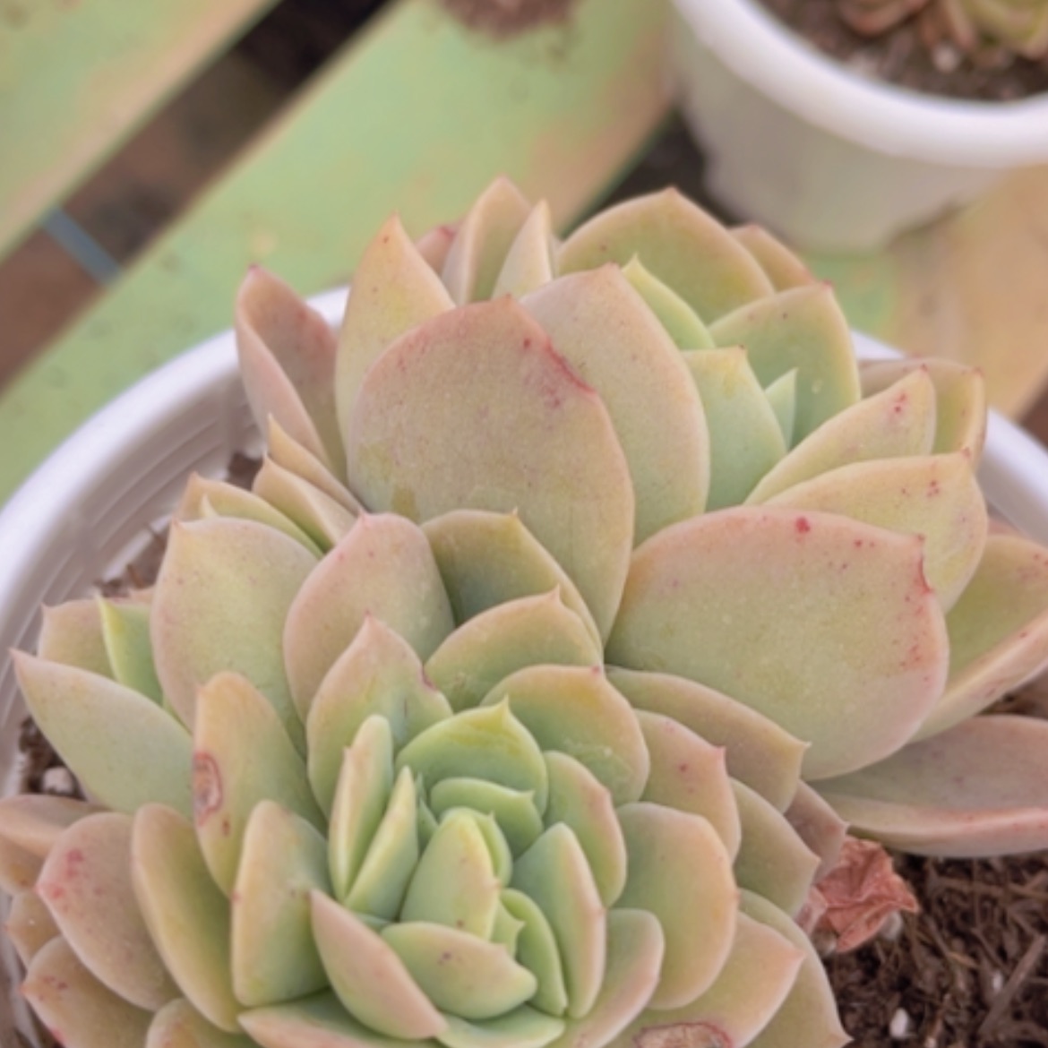 【闪购商品】星纳塔缀0940