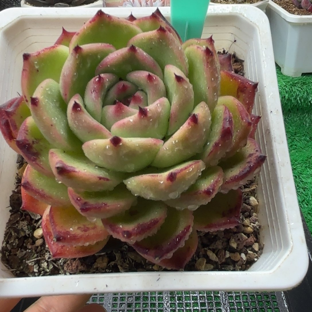 唐二姐多肉编号102