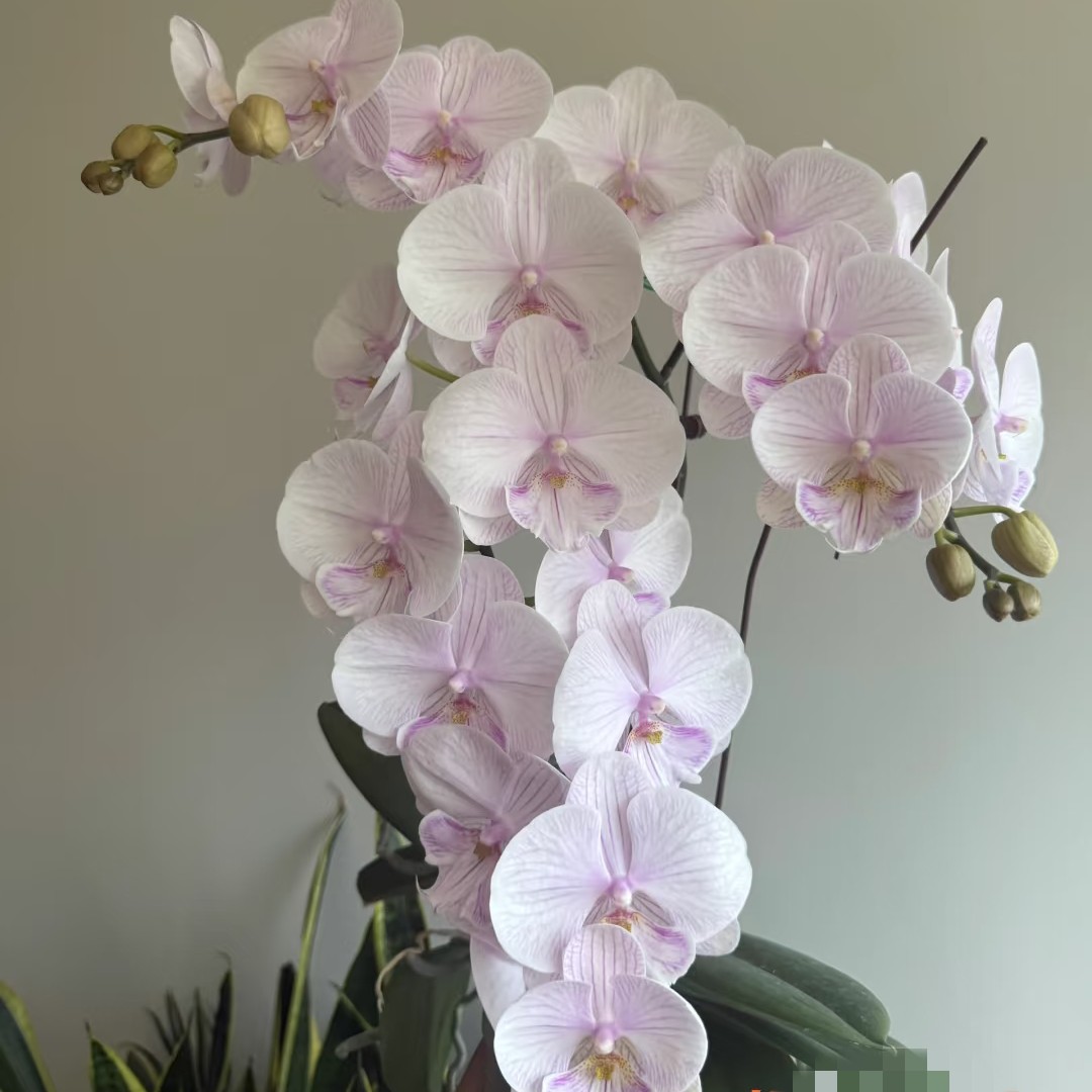 【曼塔安汶】3.5寸加高杯 白底粉色脉纹大花