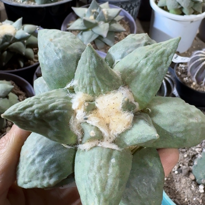 388自根怒涛牡丹