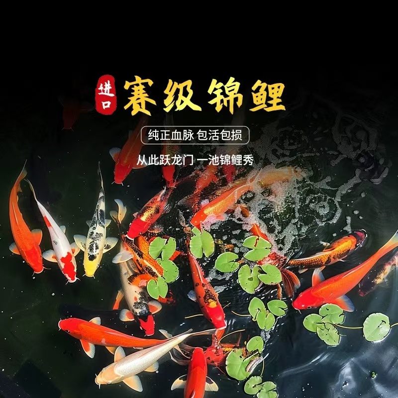 15-20公分精选锦鲤品种多多锦鲤鱼红白大正昭和