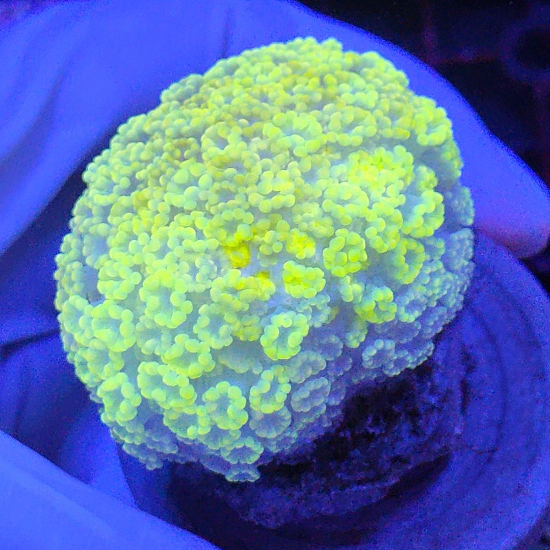 智海珊瑚不接受退货不包邮