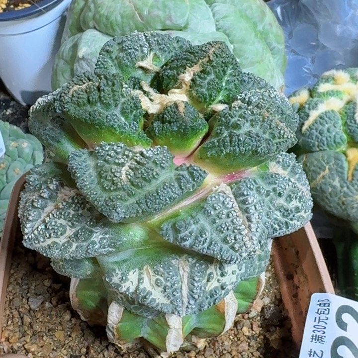 无花朵?*福利苗接大尤龟甲322