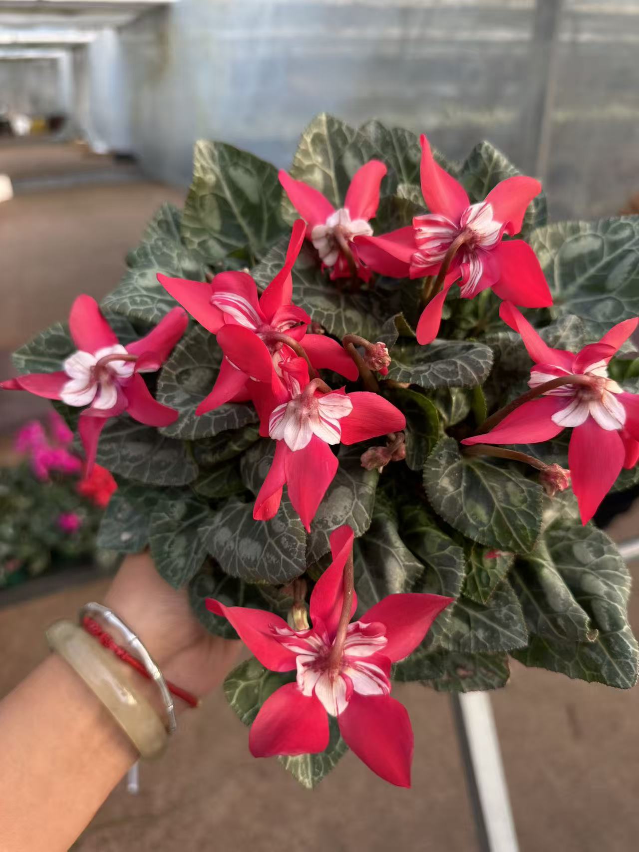 花购   仙客来  (蝶衣）   0.5加仑盆