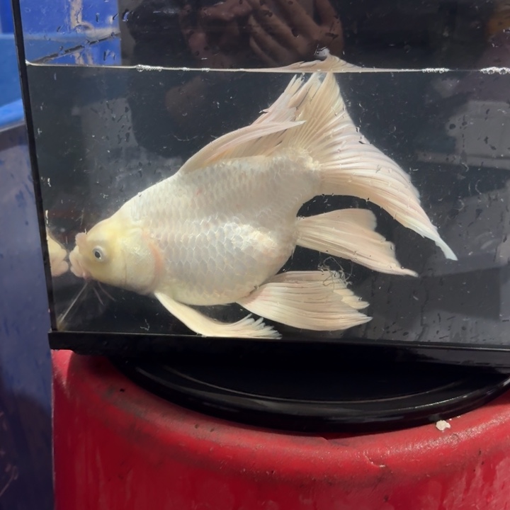 蝴蝶鲤鱼蝴蝶鲤包邮130