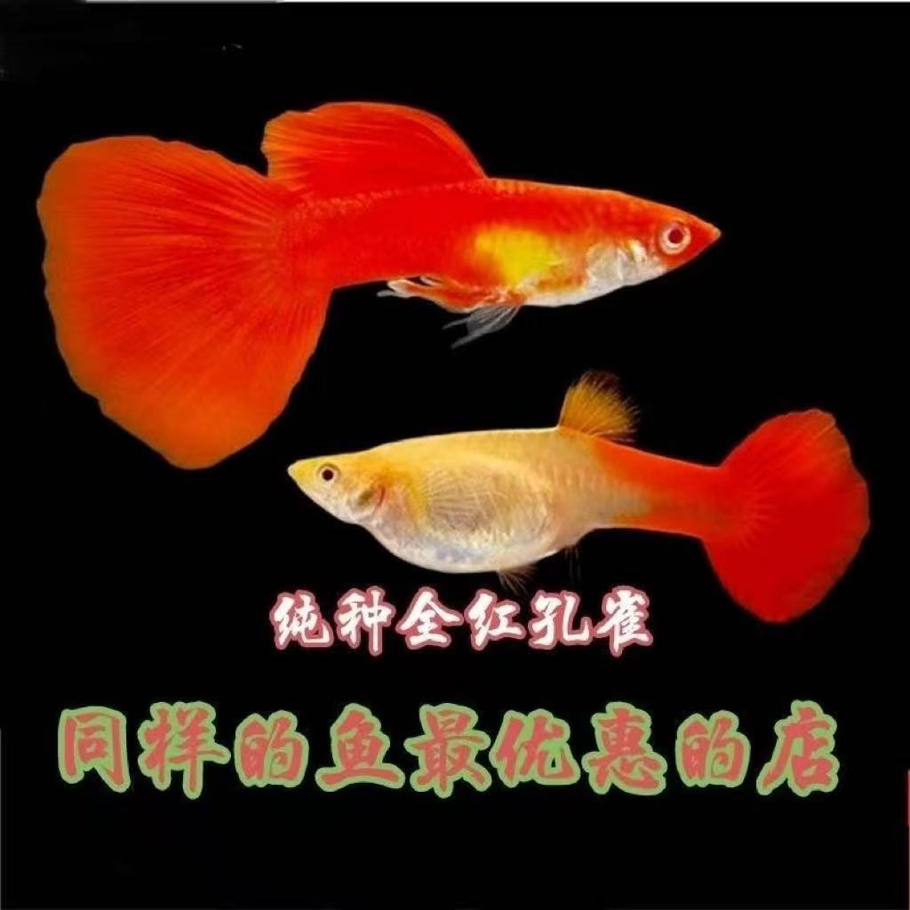 全红孔雀鱼小型热带观赏鱼好养皮实鲜大种鱼