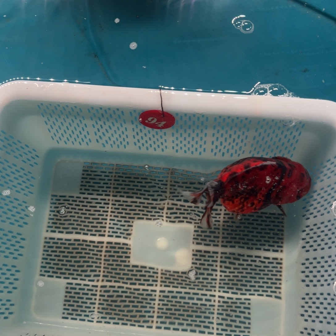 *****海水鱼你好意思的不回短信是