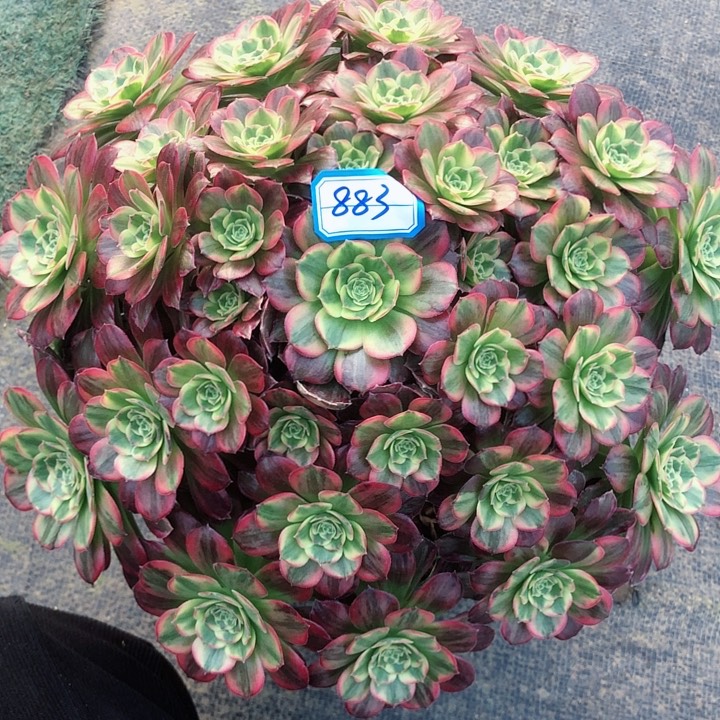 883安娜多肉法师