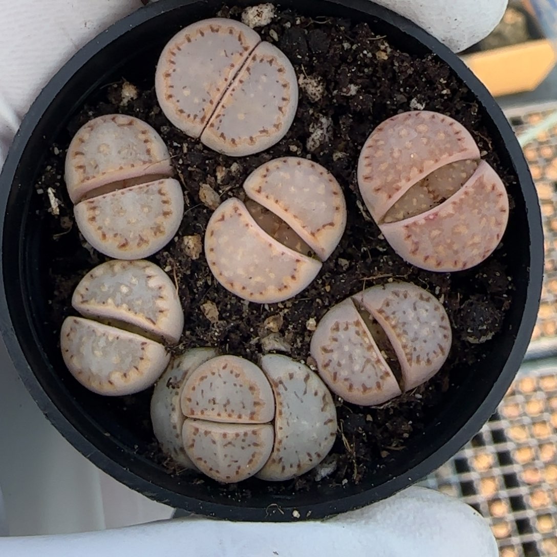 1032。默认脱土。18包邮。偏远88包邮