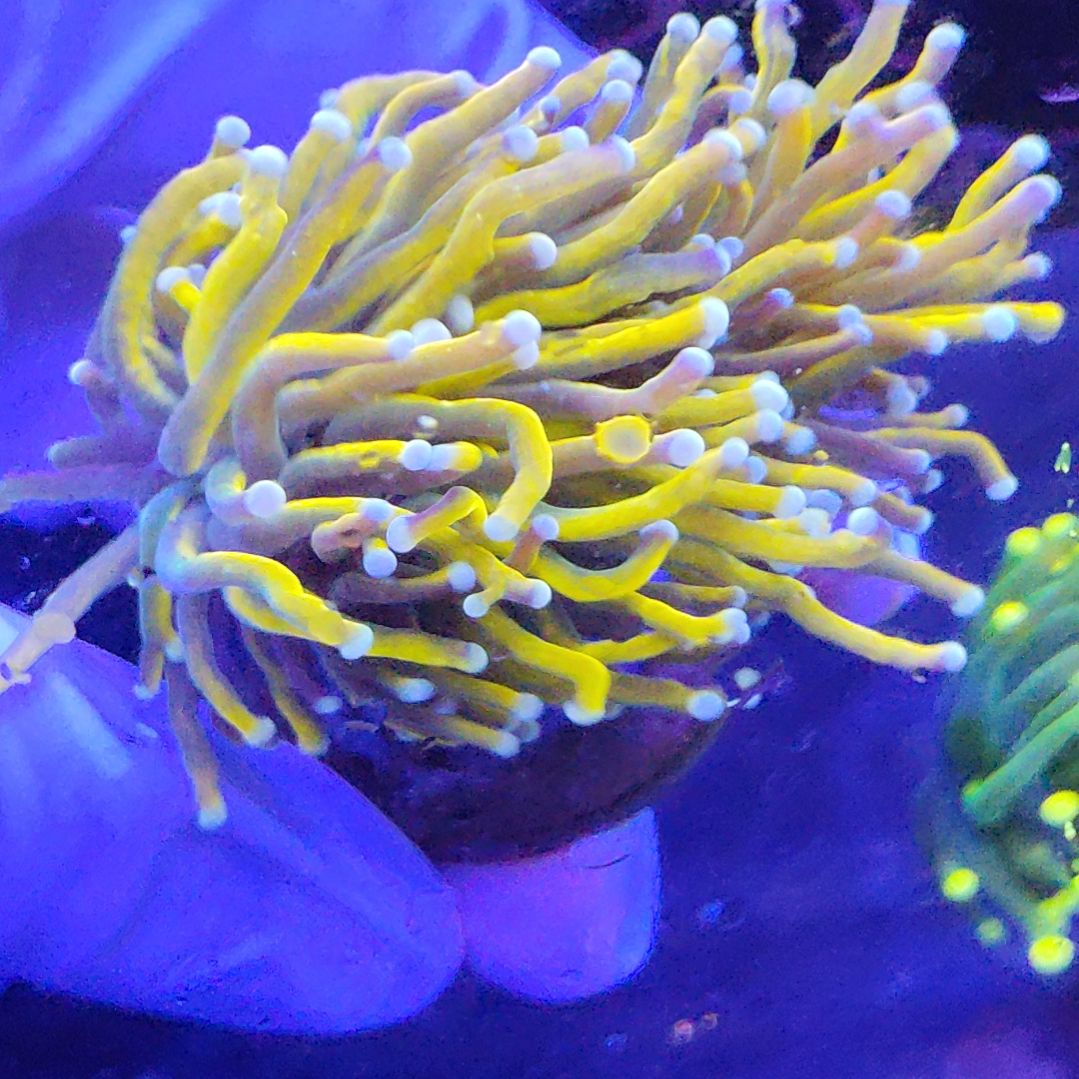 智海海洋珊瑚 不支持退货不包邮