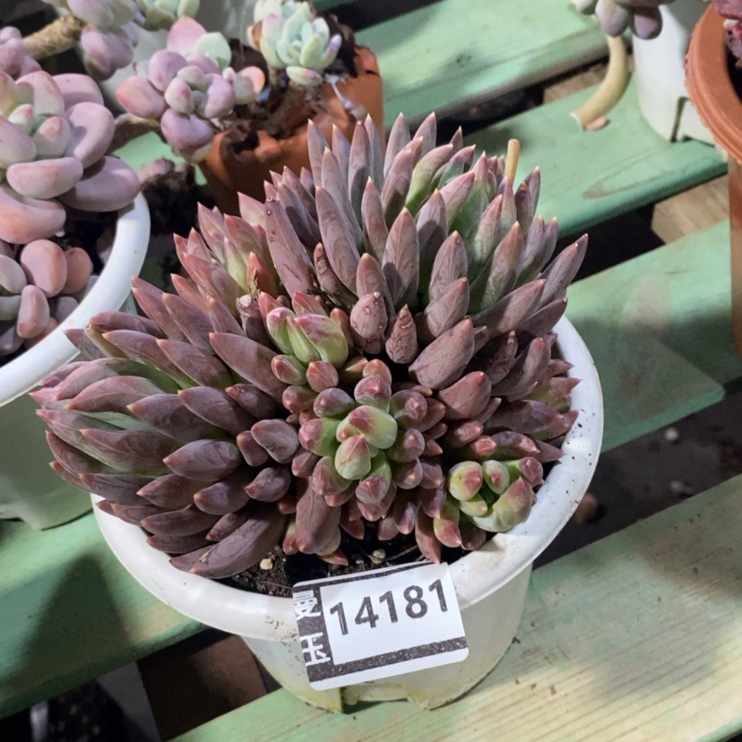 【闪购商品】炫彩心14181