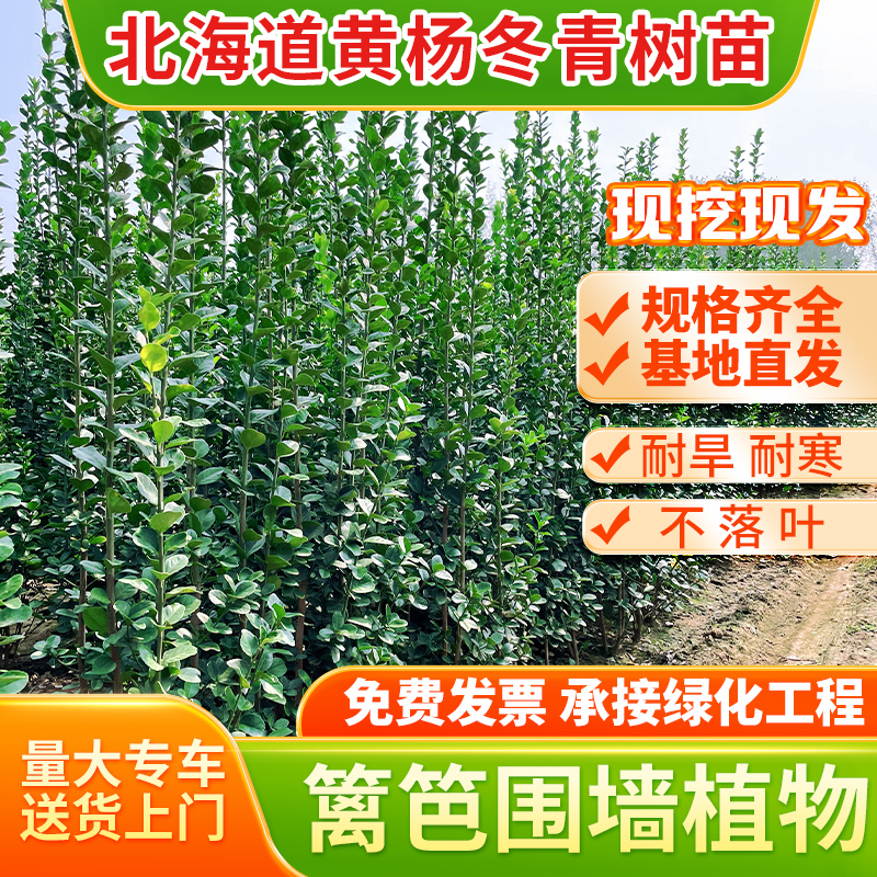 丛生北海道黄杨绿篱四季常青别墅庭院篱笆苗围栏基地直销常绿