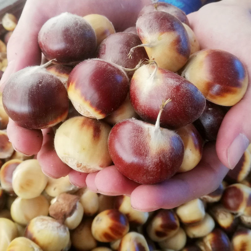 【新果2025山栗】大别山新鲜板栗生吃脆甜易剥内皮坏果包赔
