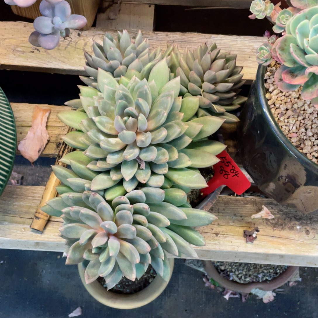 5584，象牙，周老太多肉