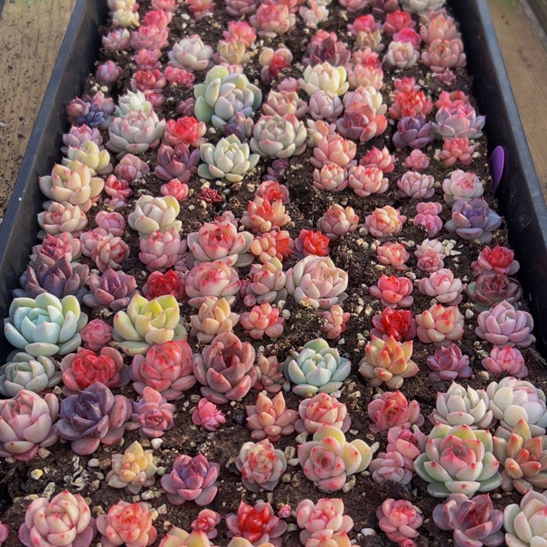 云***儿586多肉葡萄领导人物简介