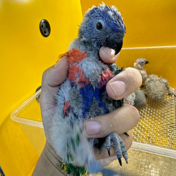 鹦鹉活体萌萌的手养鹦鹉1