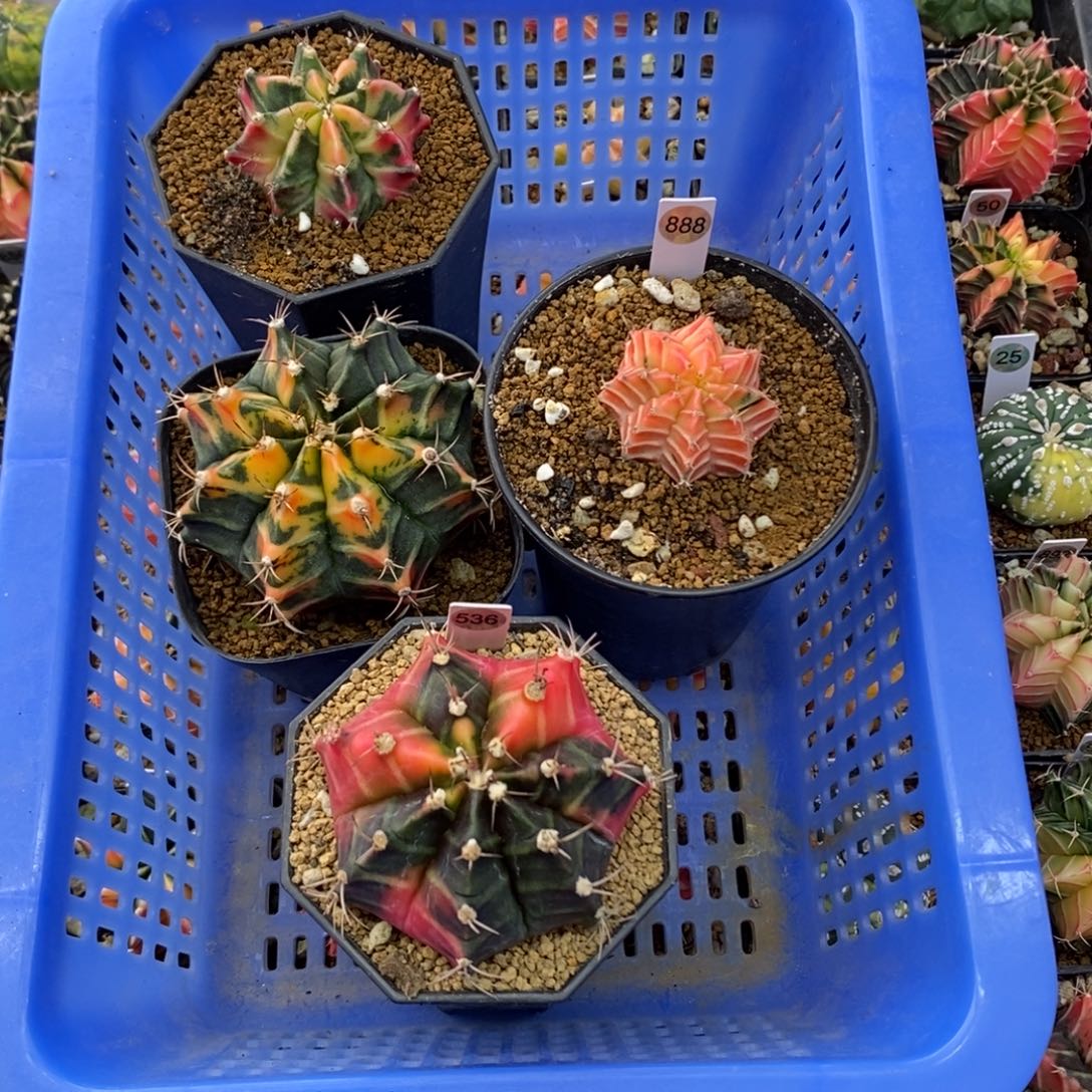 泰国进口侧芽+米哈洛维奇