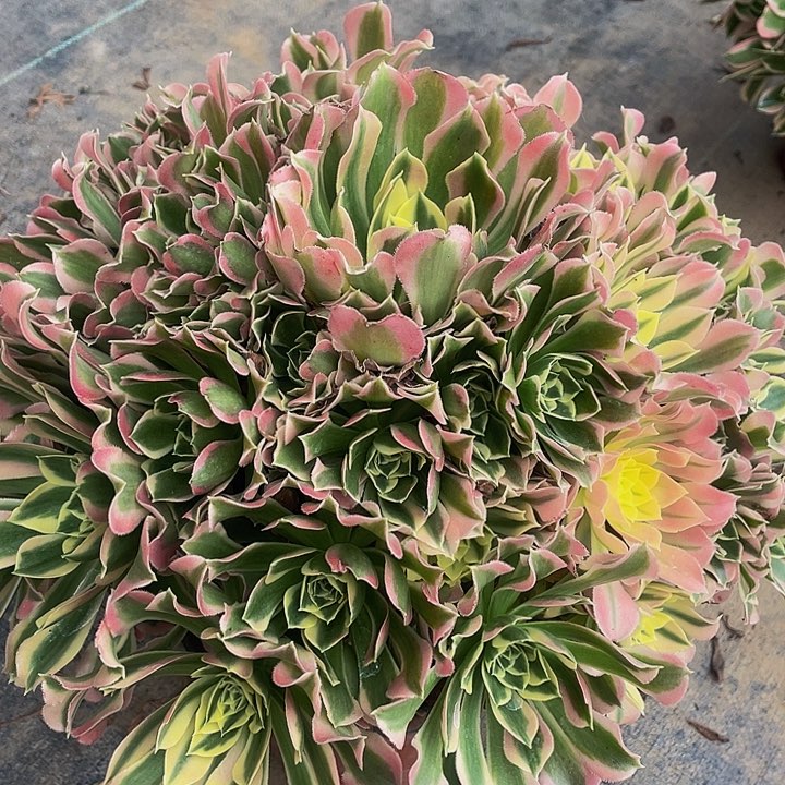 多肉植物白凤569