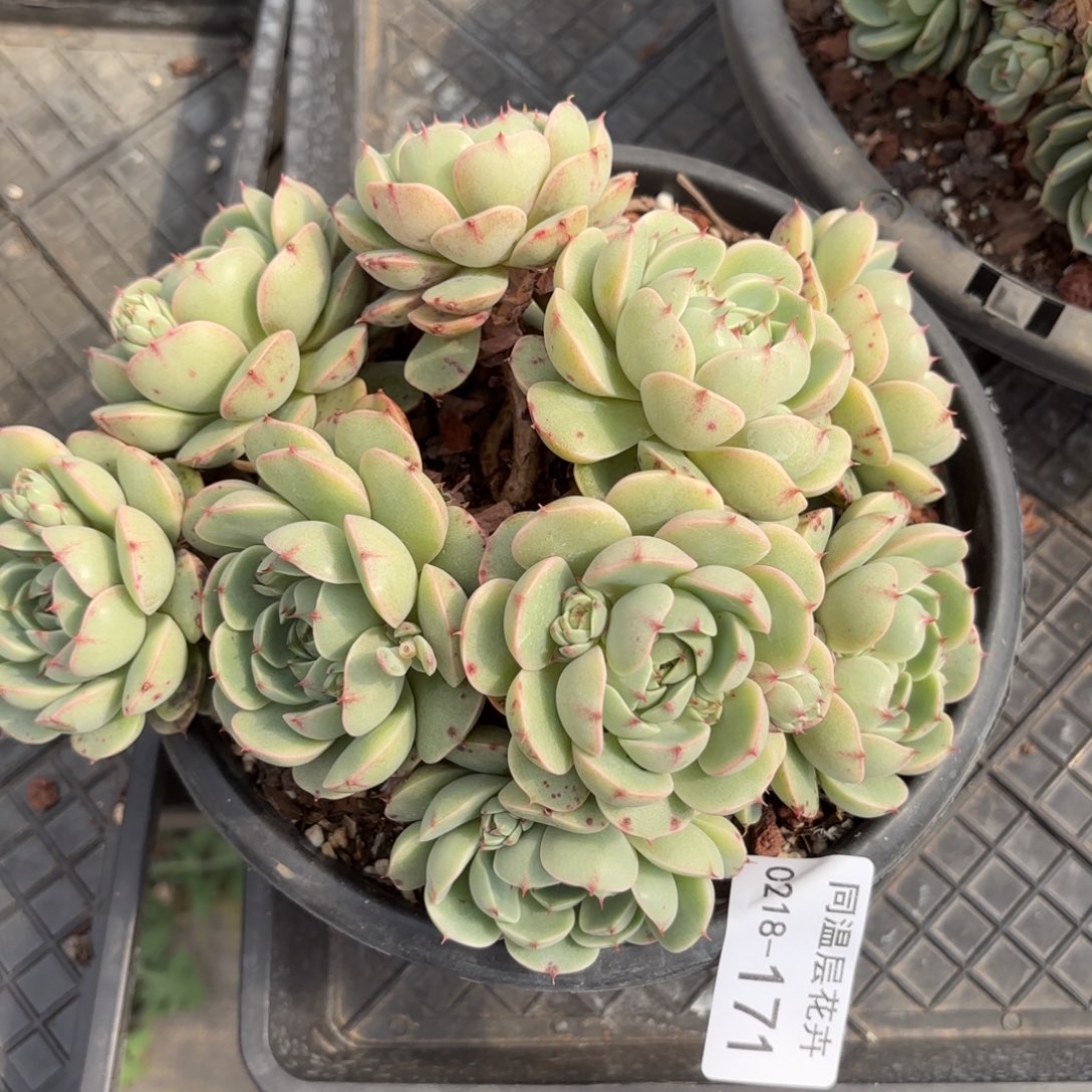 同温层多肉171笨吧