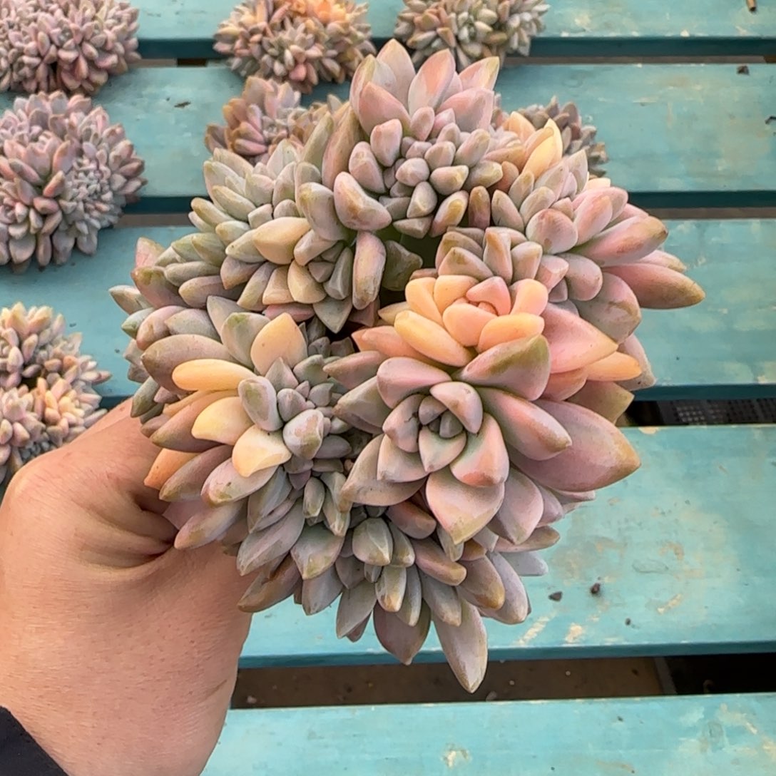 淡雪锦缀棒棒糖，发货点延迟