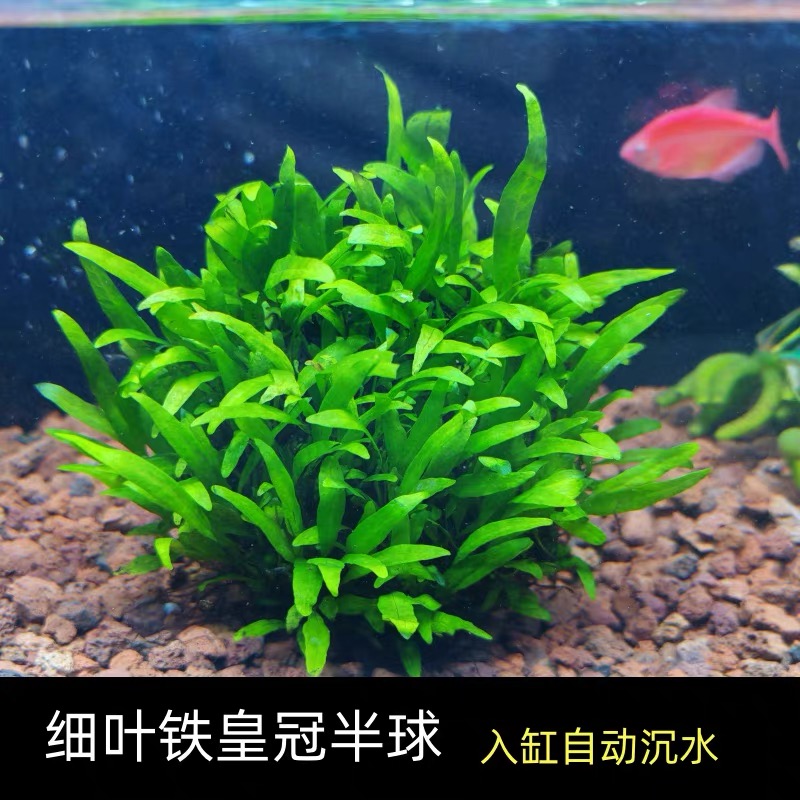 细叶铁半球新手水草入缸成景 水草绿植 皇冠类水草