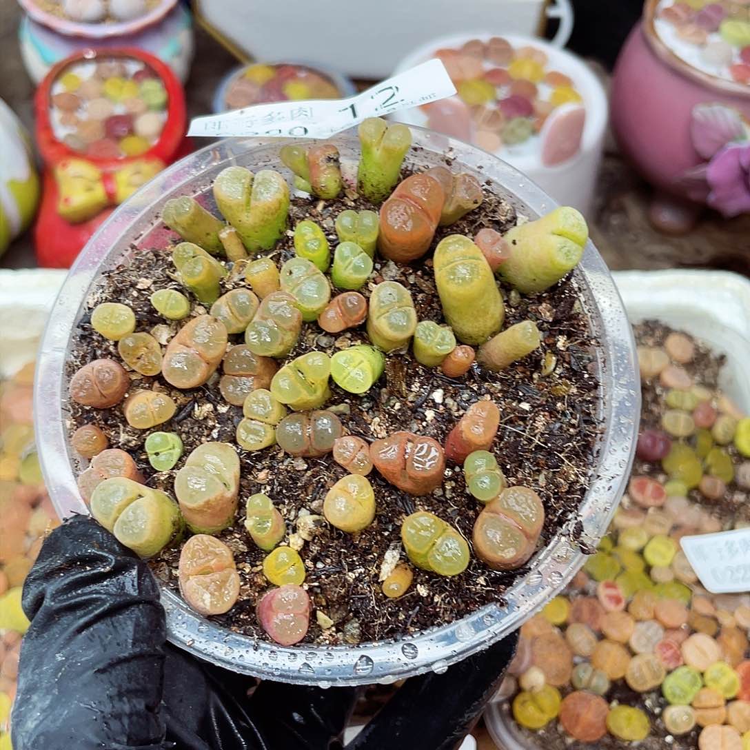 生石花满18包邮20-12
