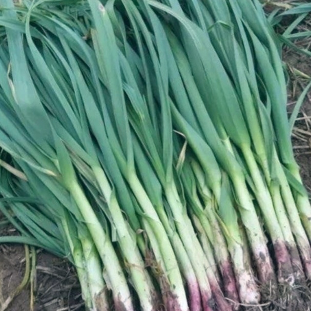 四川新鲜香蒜苗露天农家种植紫皮蒜苗