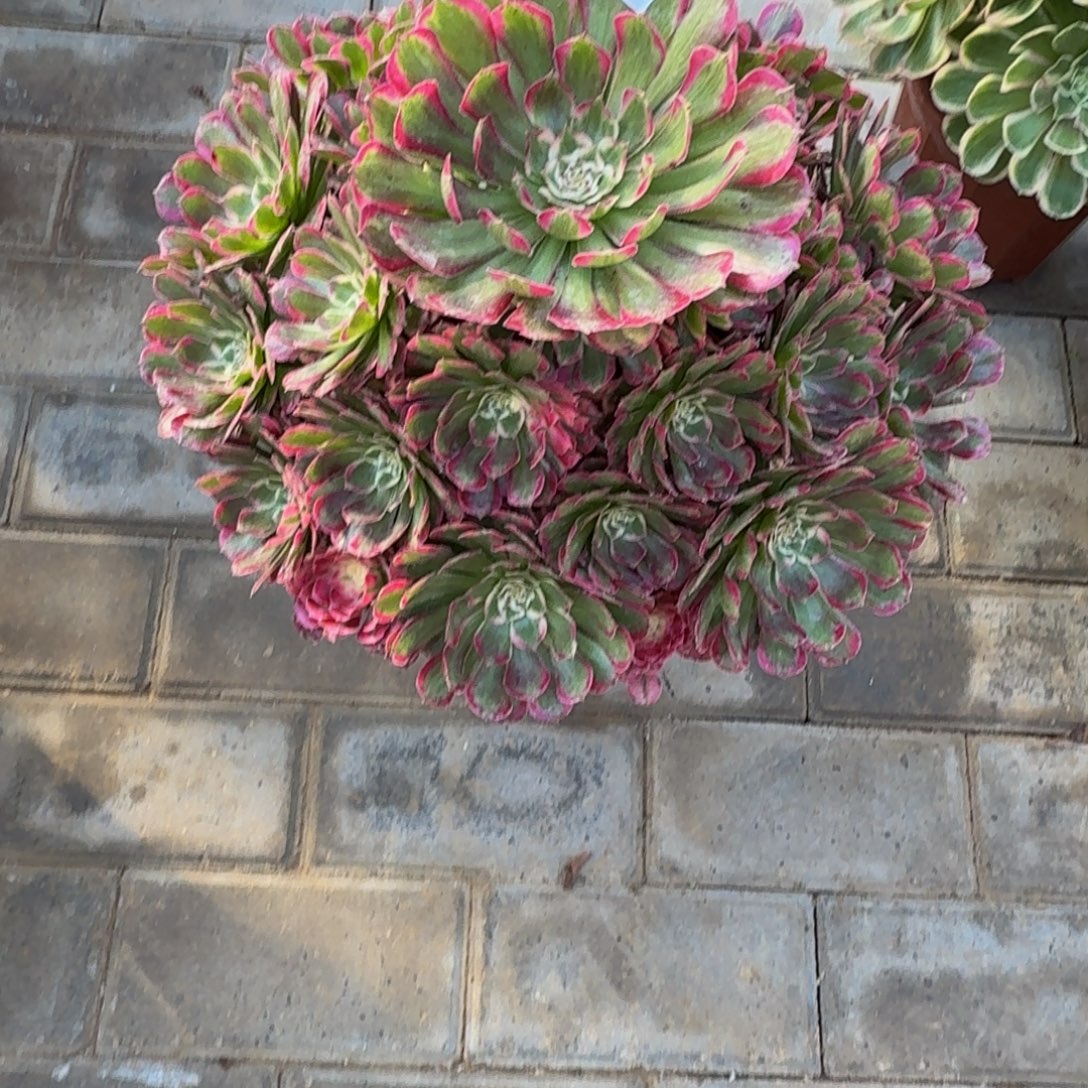 柑***人霁月老桩345肉肉肉