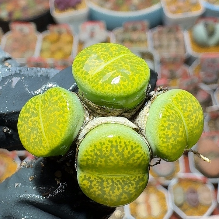 生石花2:：：：。  39号