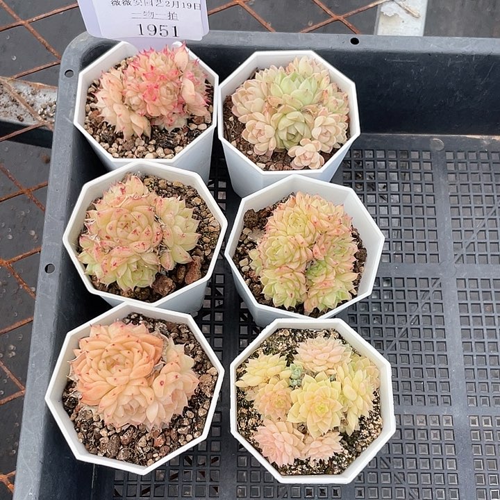 薇薇安园艺多肉1951