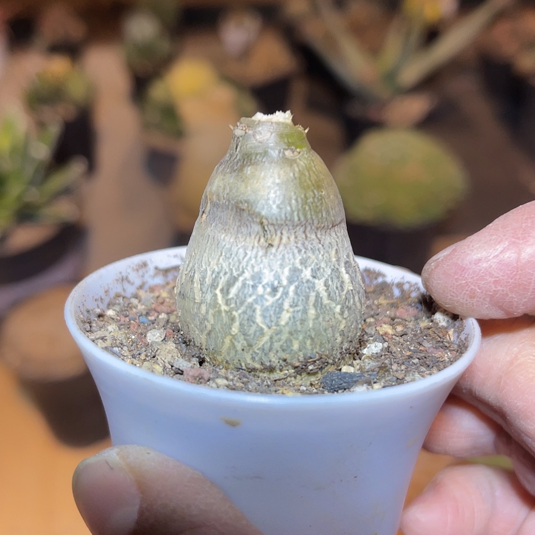 实生双刺瓶干块根一物一拍