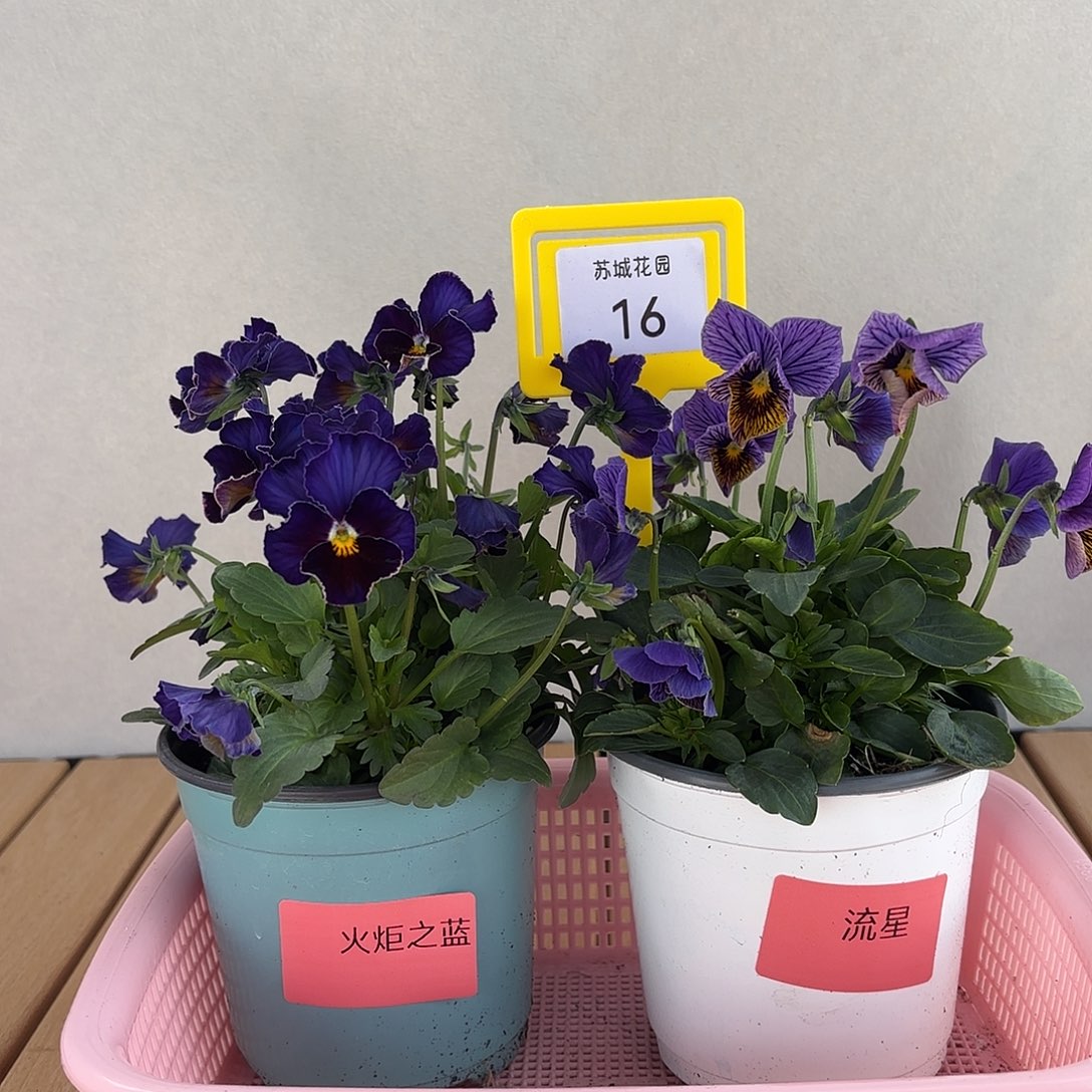 大部分开放少量花苞16