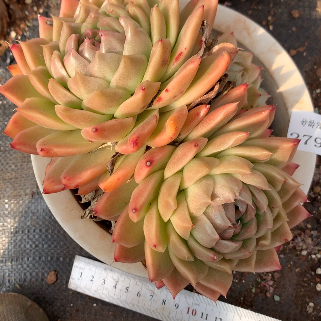 2795杂交精品基地17厘米