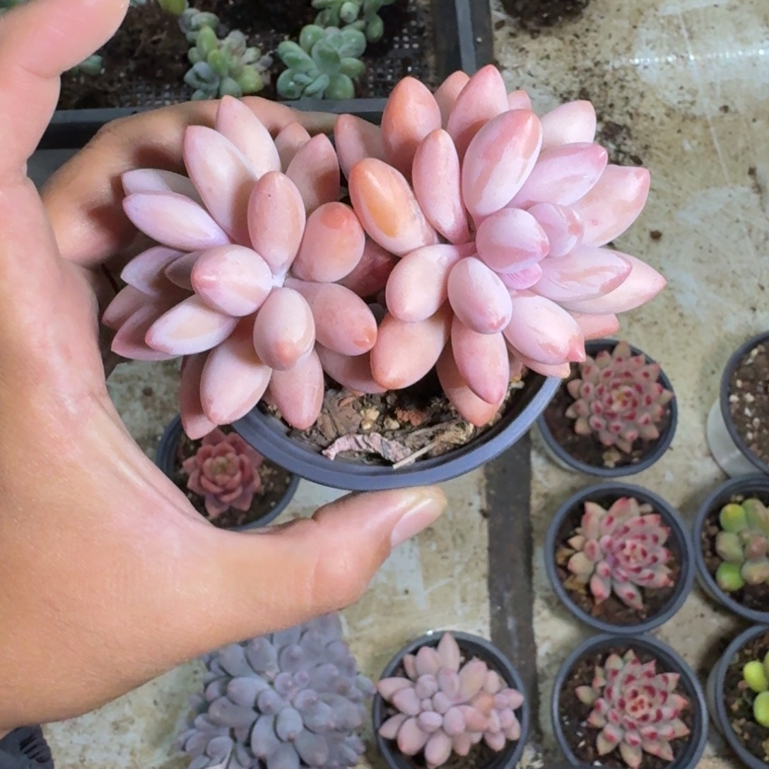 粉蓝 双头 一物一拍