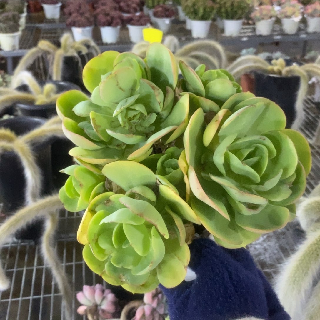 3057碧桃老桩一物一拍