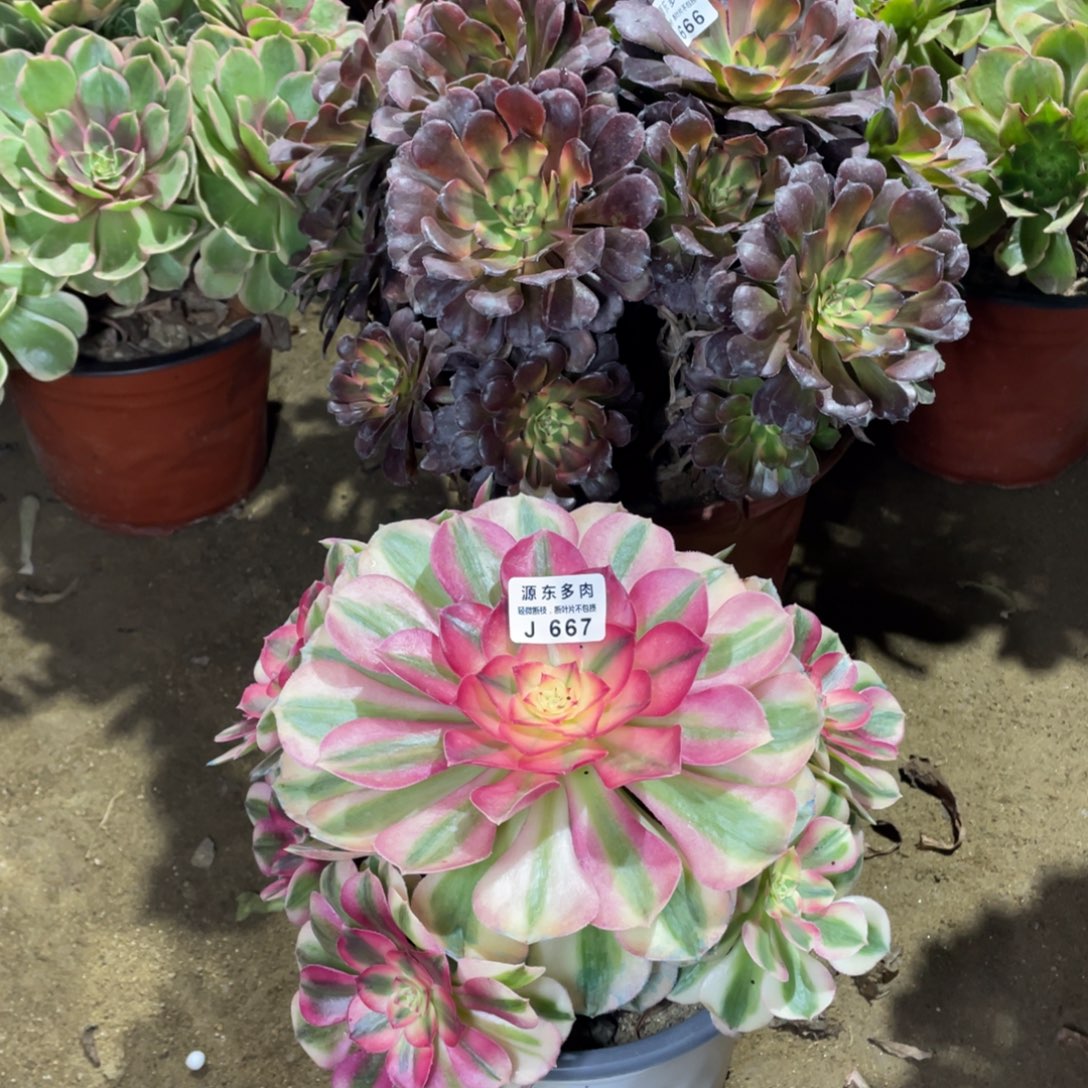 667倾城多肉法师断枝不包