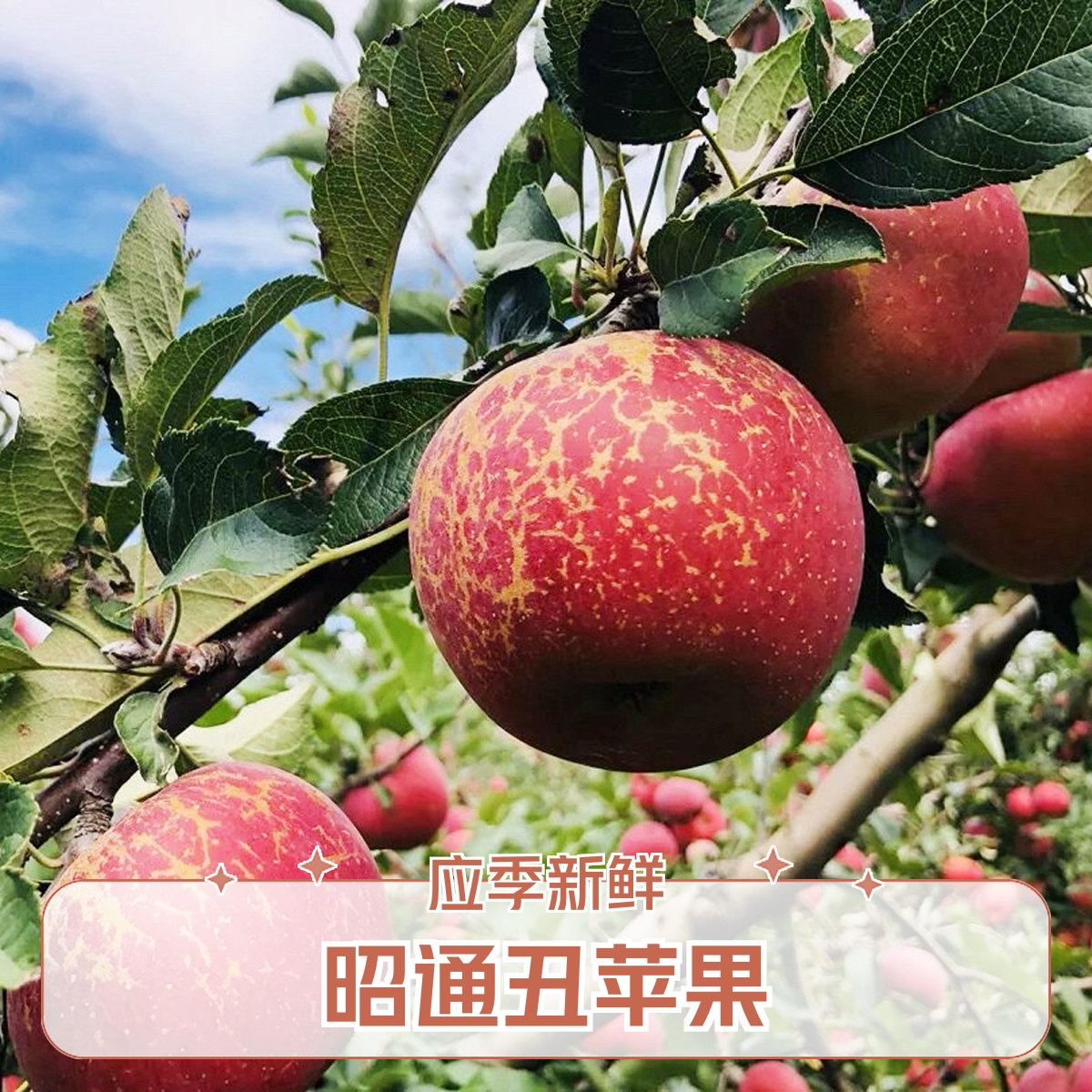 云南昭通丑苹果脆甜多汁当季新鲜水果产地现摘包邮