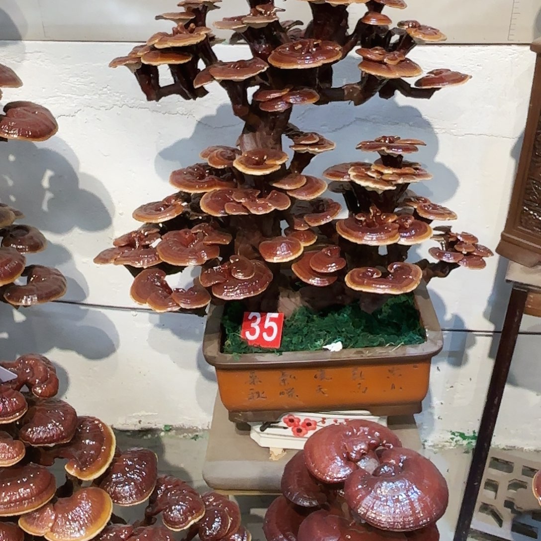 银***派无花朵灵芝88888888888888888888