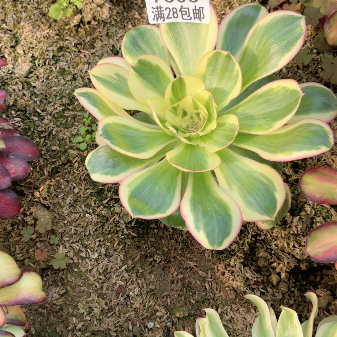 C. 7303燕子黄金多肉