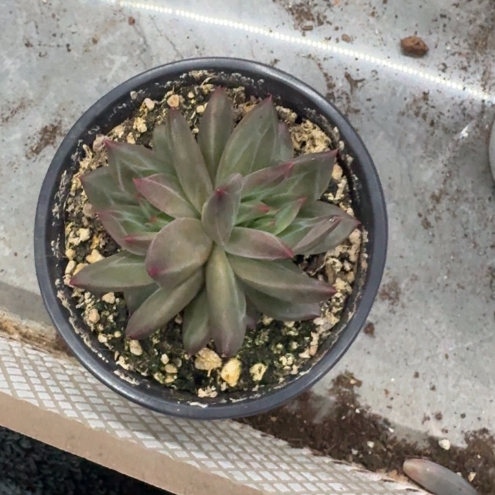 美人杂交 一物一拍