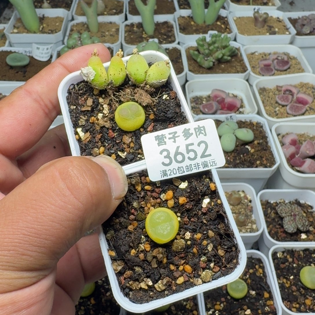 毛***琳拉登2颗1.2两颗双头O泡     脱土