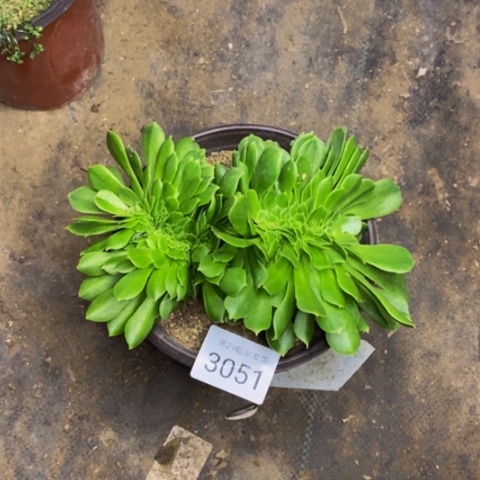 绿羊绒多肉植物3051