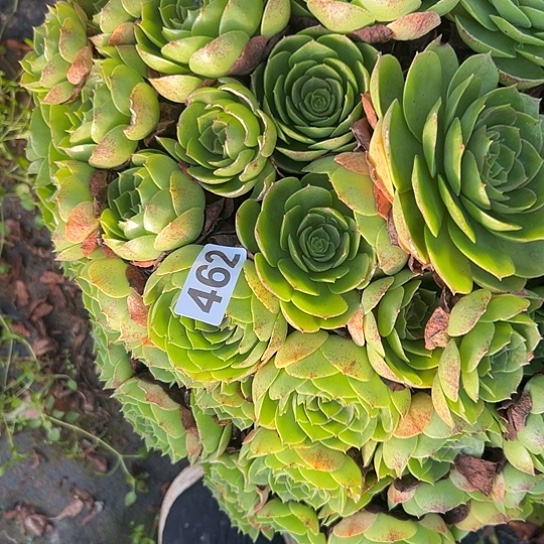 花***嫂多肉植物一个撕拉碗462