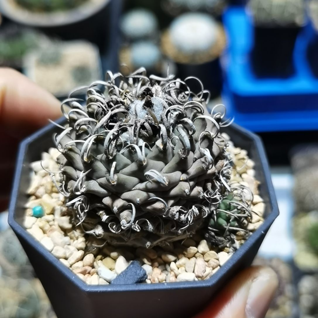 K***g实生娇丽一物一拍